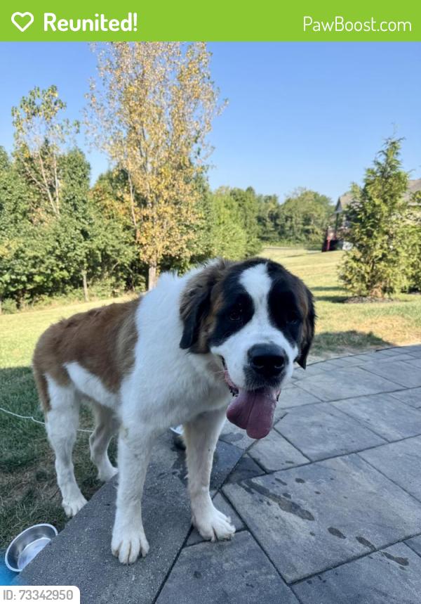 Reunited Female Dog last seen Fiddlers Green and Fiddlers atrail, Cincinnati, OH 45248