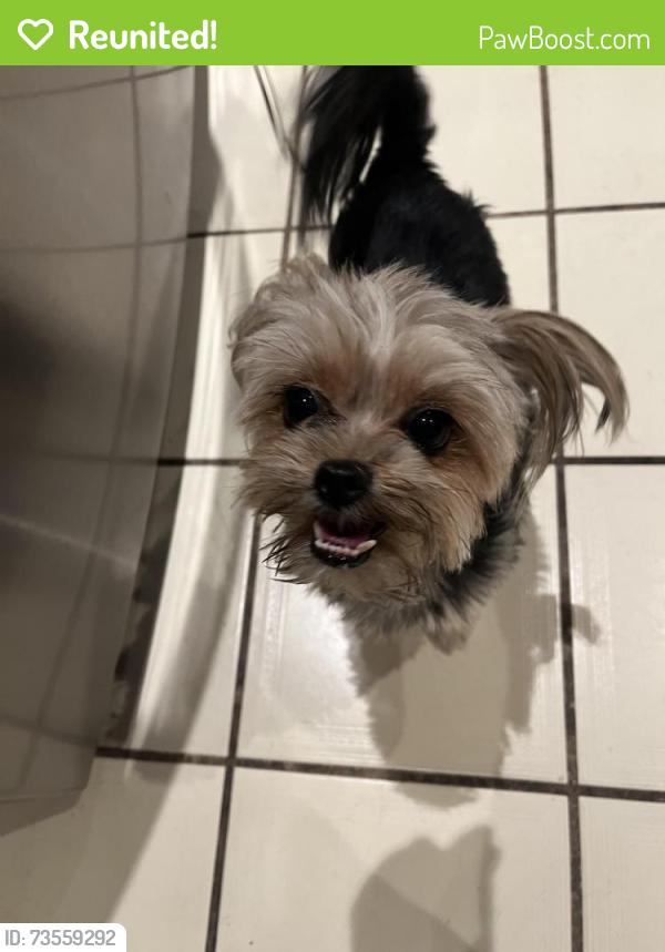 Reunited Female Dog last seen Florence Ave, Santa Fe Springs, CA, USA, Santa Fe Springs, CA 90670