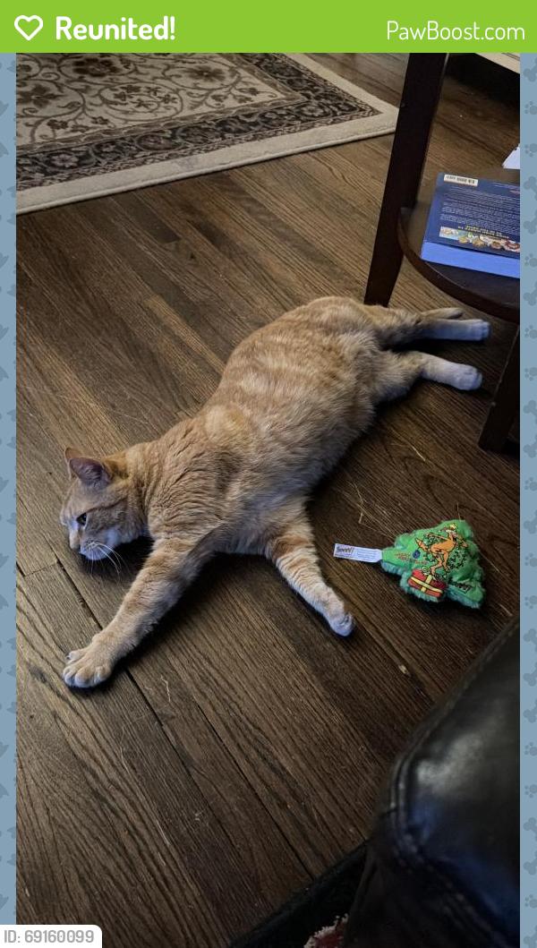 Reunited Female Cat last seen 32nd and Arthur Street NE, Minneapolis, MN 55418