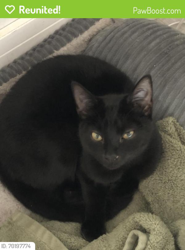 Reunited Male Cat last seen Flora road , Essex, England CM8 2XJ
