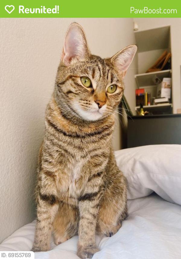 Reunited Female Cat last seen Conro, Conroe, TX 77301