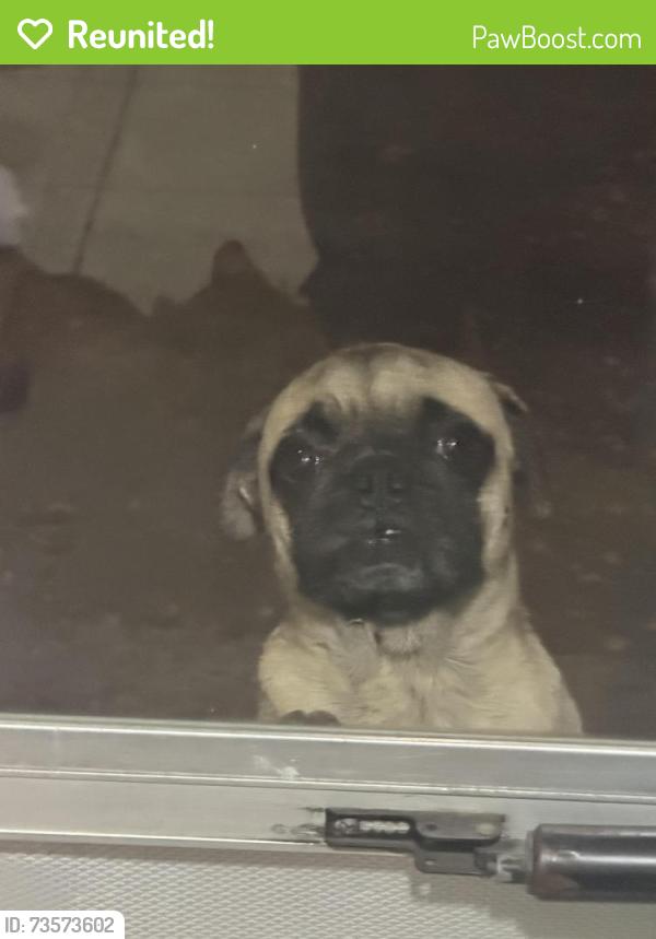 Reunited Male Dog last seen Crockerhill, Dallas, TX 75211