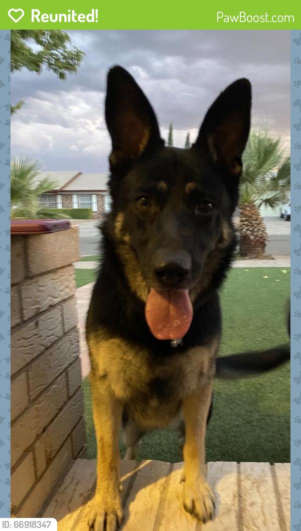 Reunited Female Dog last seen Montwood and lomaland, El Paso, TX 79935