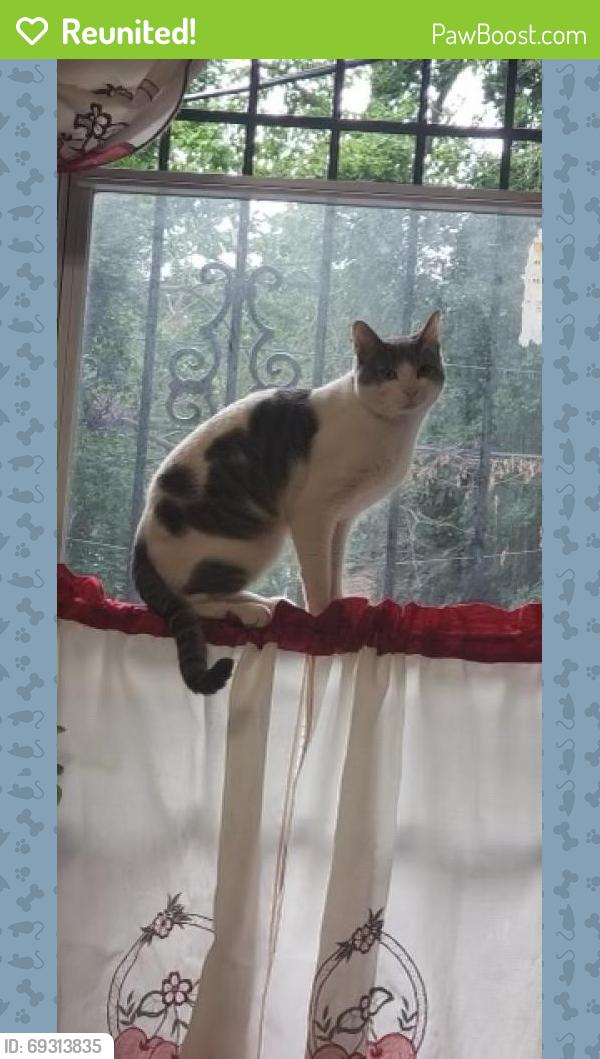 Reunited Female Cat last seen Near Central Ave, City of Orange, NJ 07050