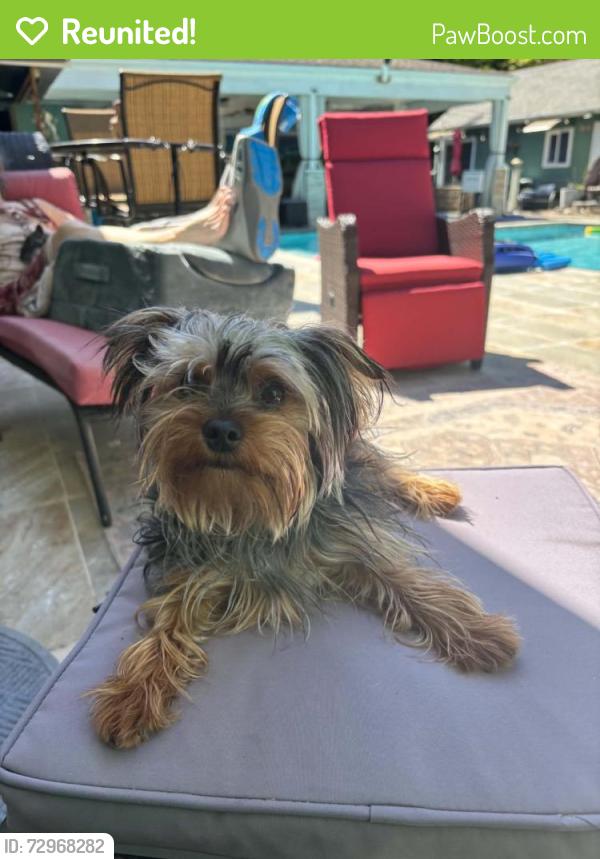 Reunited Male Dog last seen 112th St SW & Lake Steilacoom Dr SW, Lakewood, WA 98498, USA, Lakewood, WA 98498