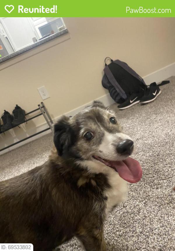Reunited Male Dog last seen Patrick Ln, Nevada, USA, Clark County, NV 89148
