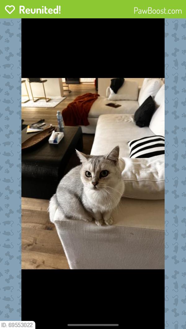 Reunited Male Cat last seen Near Skygate, Aliso Viejo, CA 92656, USA, Aliso Viejo, CA 92656