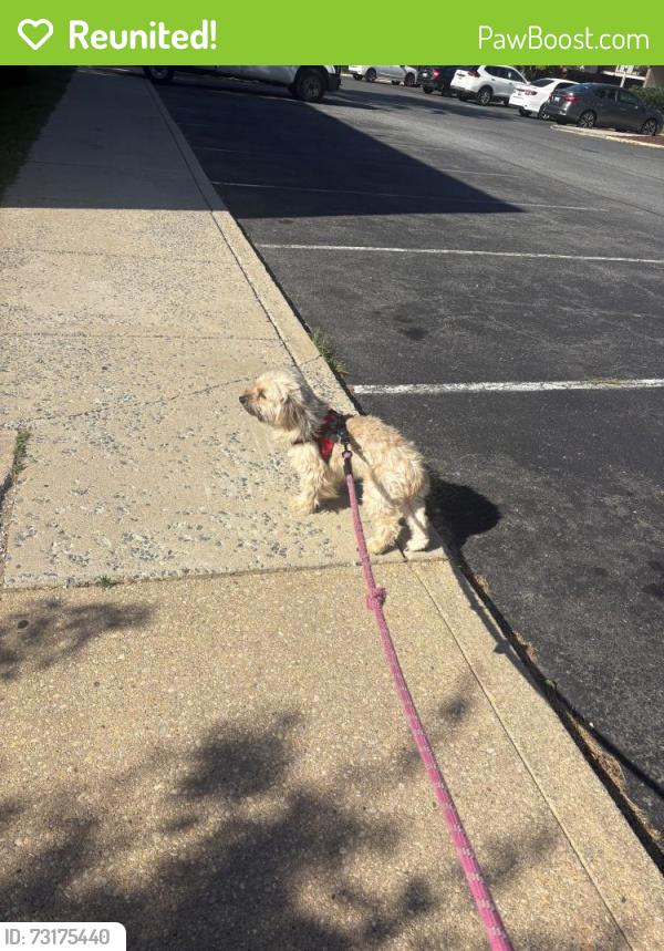 Reunited Female Dog last seen Bluhill rd and Janet rd, Silver Spring, MD 20906
