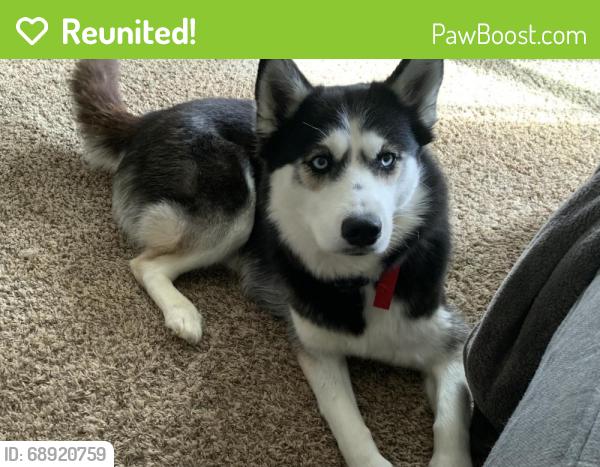 Reunited Female Dog last seen Bade and Prospect, Indianapolis, IN 46239