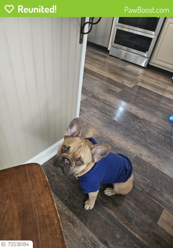 Reunited Male Dog last seen Hipp Rd and Palomino Drive, New Milford, CT 06776