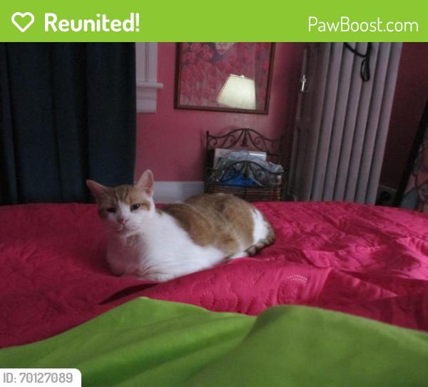 Reunited Unknown Cat last seen Lincoln Road and Belvidere Road, Phillipsburg, NJ, Phillipsburg, NJ 08865