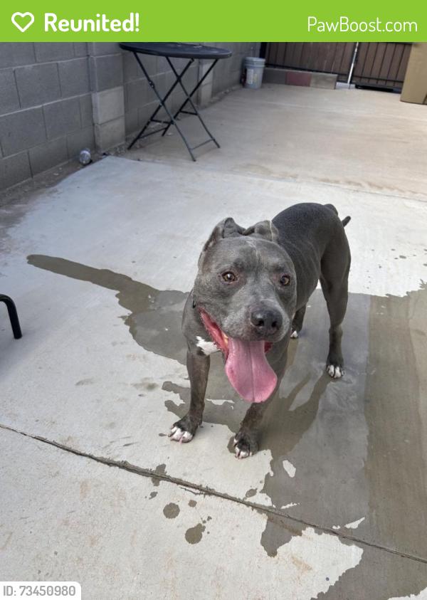 Reunited Male Dog last seen 39th and Cactus, Phoenix, AZ 85029