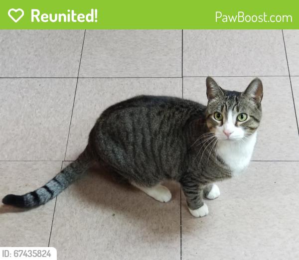 Reunited Male Cat last seen Wallace St and Lancaster Ave, Philadelphia, PA 19104