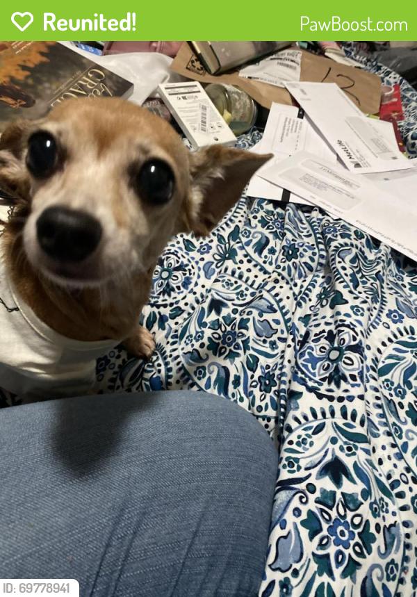 Reunited Female Dog last seen Cooper and Sublett, Arlington, TX 76012