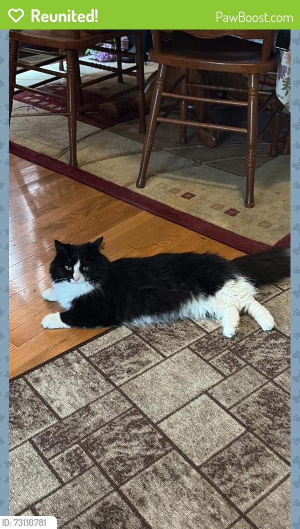 Reunited Female Cat last seen Home - 146 Maple Ridge Crescent , Markham, ON L6E 1V1