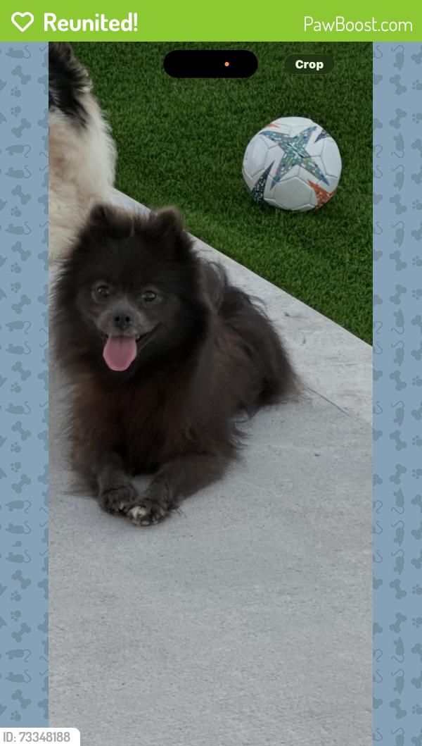 Reunited Female Dog last seen psja bears high school, San Juan, TX 78589