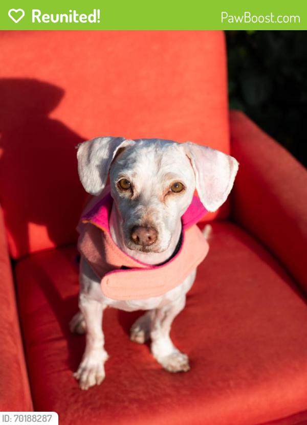 Reunited Male Dog last seen Geyser Ave and Bassett St, Los Angeles, CA 91335