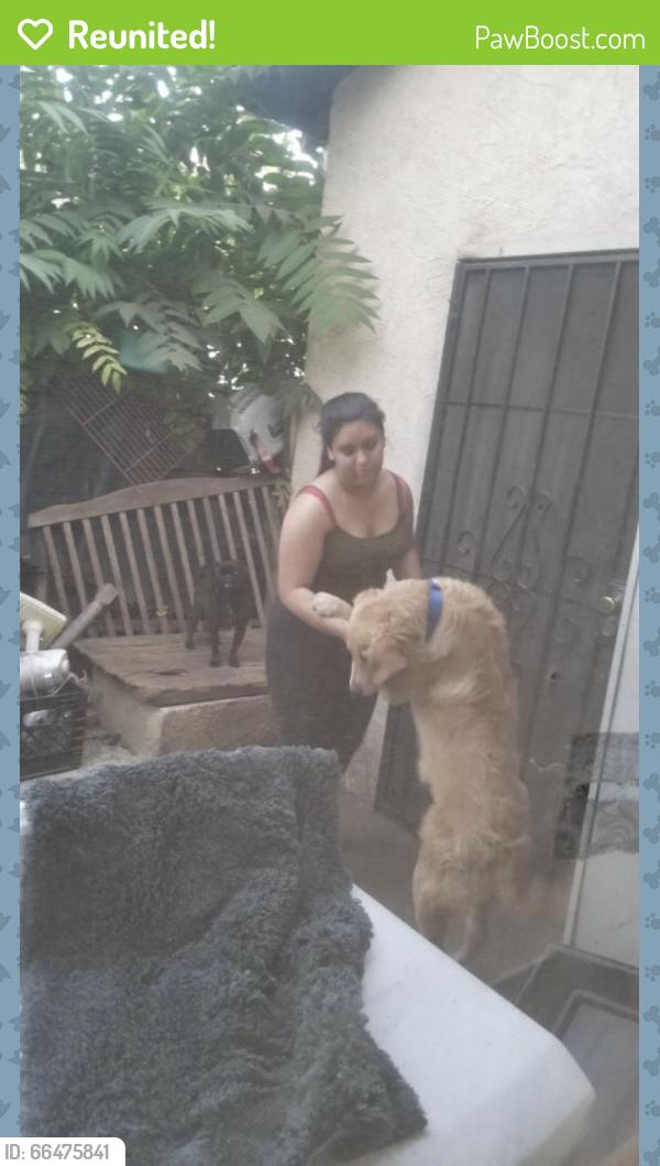 Reunited Male Dog last seen Kellog st, Lake Elsinore, CA 92530