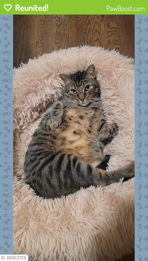 Reunited Male Cat last seen Near Highwire brewing, Durham, NC 27701