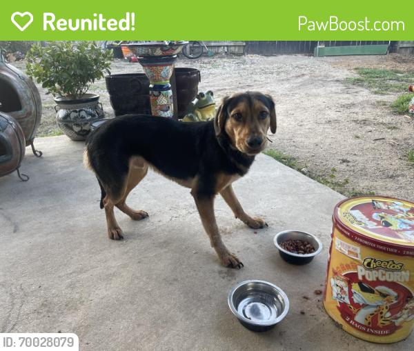 Reunited Male Dog last seen Near Plumas Dr, Converse Tx 78109, Converse, TX 78109