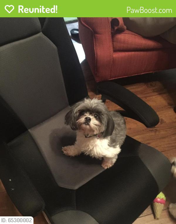 Reunited Female Dog last seen Near Stone Ridge Dr & Stone Ridge Ct, Nashville, TN 37211