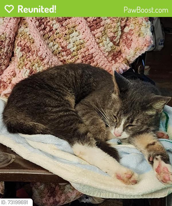 Reunited Female Cat last seen Near Wilkins Road, Pittsburgh, PA, USA, Pittsburgh, PA 15221