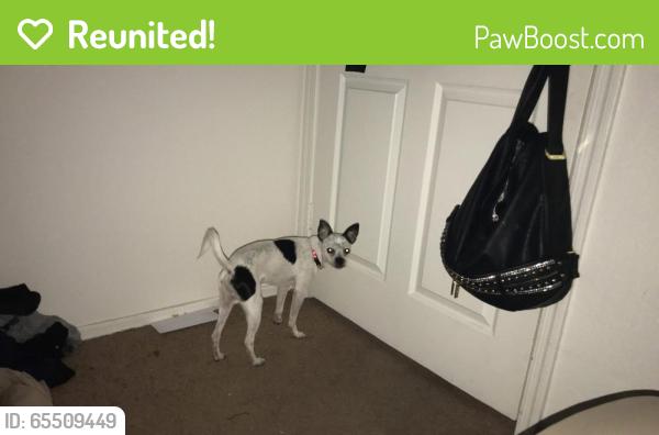 Reunited Male Dog last seen Near N Mobile Home Park & W Mobile Home Park, Peoria, AZ 85345