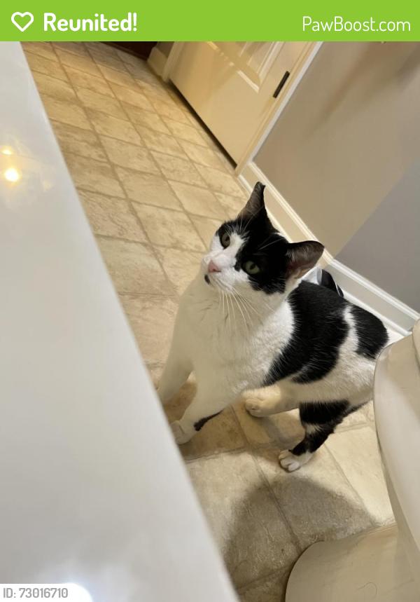 Reunited Female Cat last seen Near , Birmingham, AL 35244