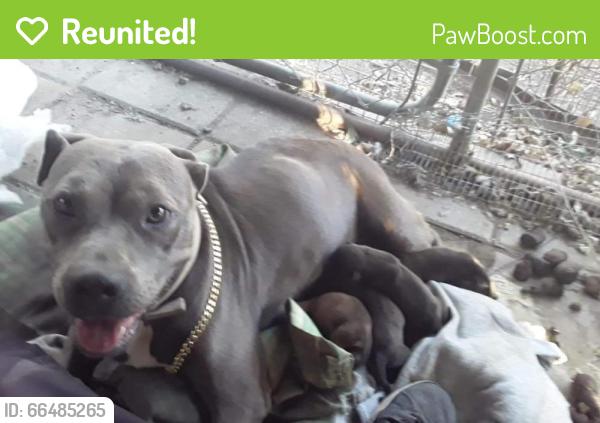 Reunited Female Dog last seen Springdale, Austin, TX 78702