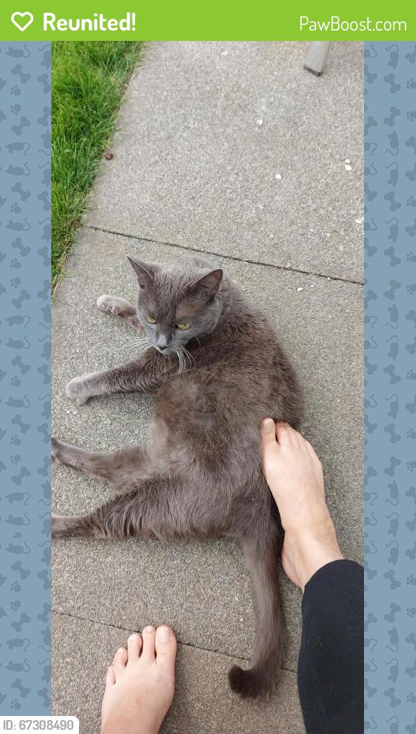 Reunited Female Cat last seen Firsview drive duston, Northamptonshire, England NN5 6SH