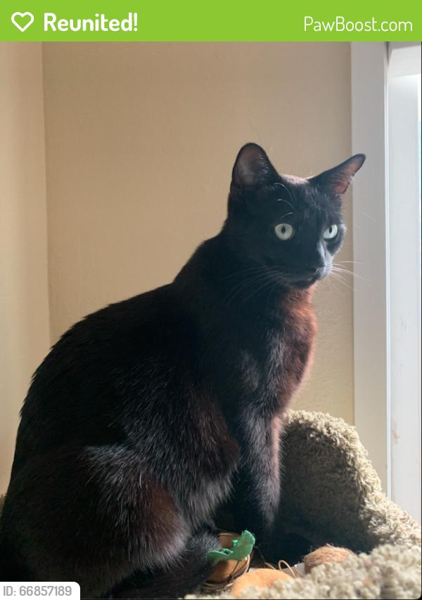 Reunited Male Cat last seen Bascom & Fruitdale, San Jose, CA 95128
