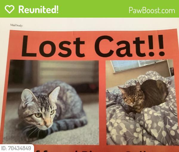 Reunited Male Cat last seen cndmnium, South Windsor, CT 06074