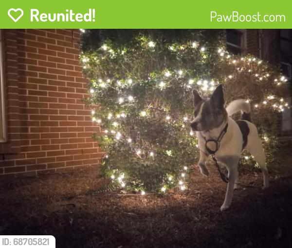 Reunited Male Dog last seen Mandeville and decatur, New Orleans, LA 70117