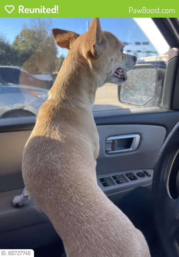 Reunited Female Dog last seen Grovewood Park, Texas 77385, USA, Montgomery County, TX 77385