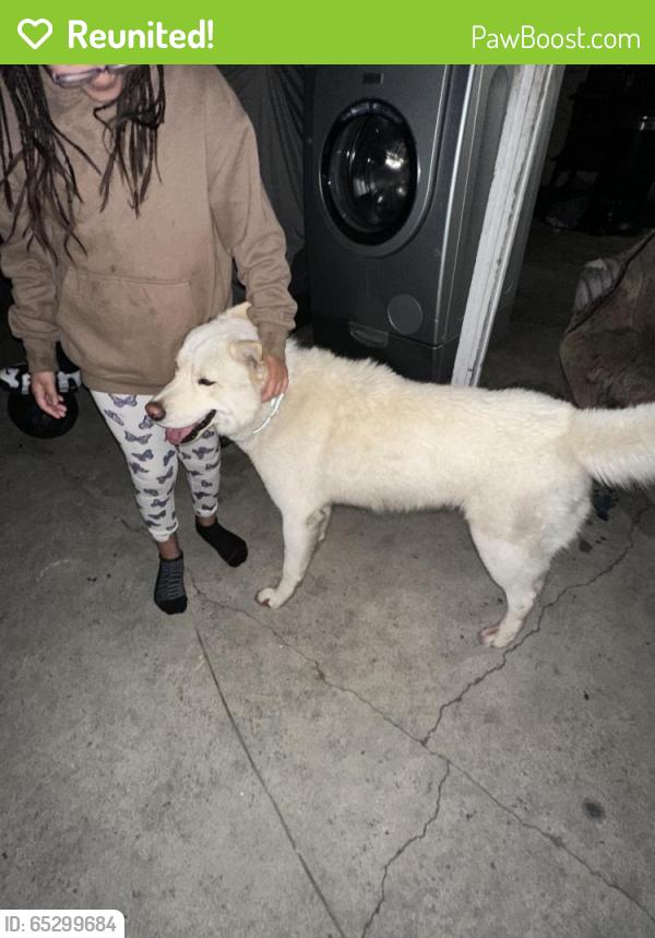 Reunited Male Dog last seen Clark & olive, Bellflower, CA 90706