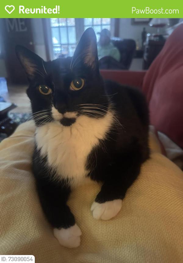 Reunited Male Cat last seen Clayborne lane, Midlothian, VA 23114