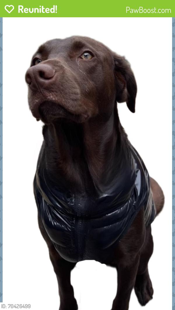 Reunited Female Dog last seen mount soledad, San Diego, CA 92093