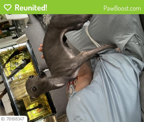 Reunited Female Dog last seen Hollywood boulevard, Hollywood, FL 33021