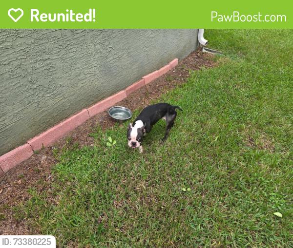 Reunited Male Dog last seen Jutland drive and Kinsmere Rd, Trinity, FL 34655