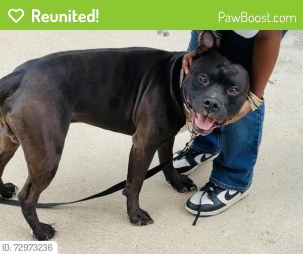 Reunited Male Dog last seen Hermanville , Lexington Park, MD 20653