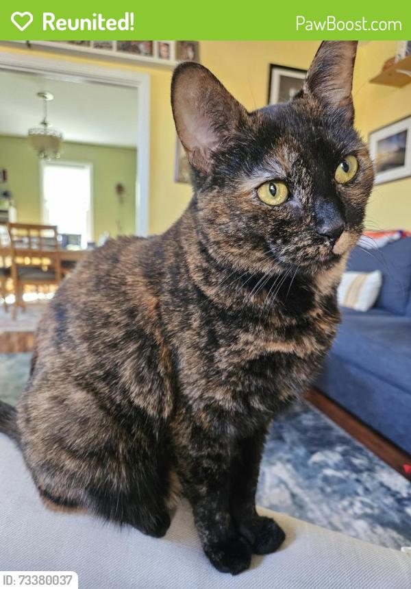 Reunited Female Cat last seen Winterburn and Alger cross street. house on corner., Pittsburgh, PA 15207