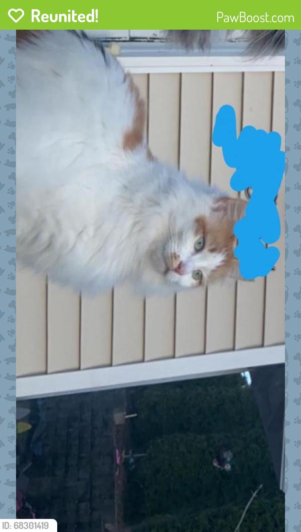 Reunited Female Cat last seen Near 2nd drive s.e., Everett, WA 98203