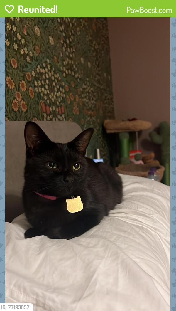 Reunited Female Cat last seen Near tempest way, Rainham, Greater London, England RM13 7PX
