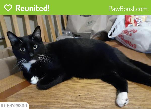 Reunited Male Cat last seen Pecos and Las Vegas blvd, Las Vegas, NV 89115
