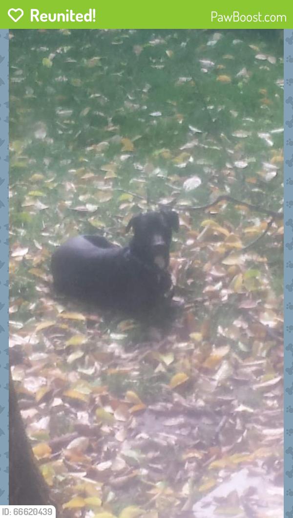 Reunited Male Dog last seen Yonge and savage , Newmarket, ON L3X 2T8