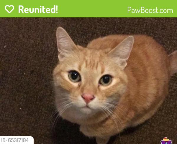 Reunited Male Cat last seen Near Montecito Blvd & Pesado Calle, Sonoma County, CA 95409