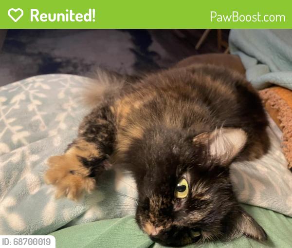 Reunited Female Cat last seen Near W. Elmwood Dr. on corner of McRoy (Beason Dr.) near railroad tracks & tower, Chattanooga, TN 37405