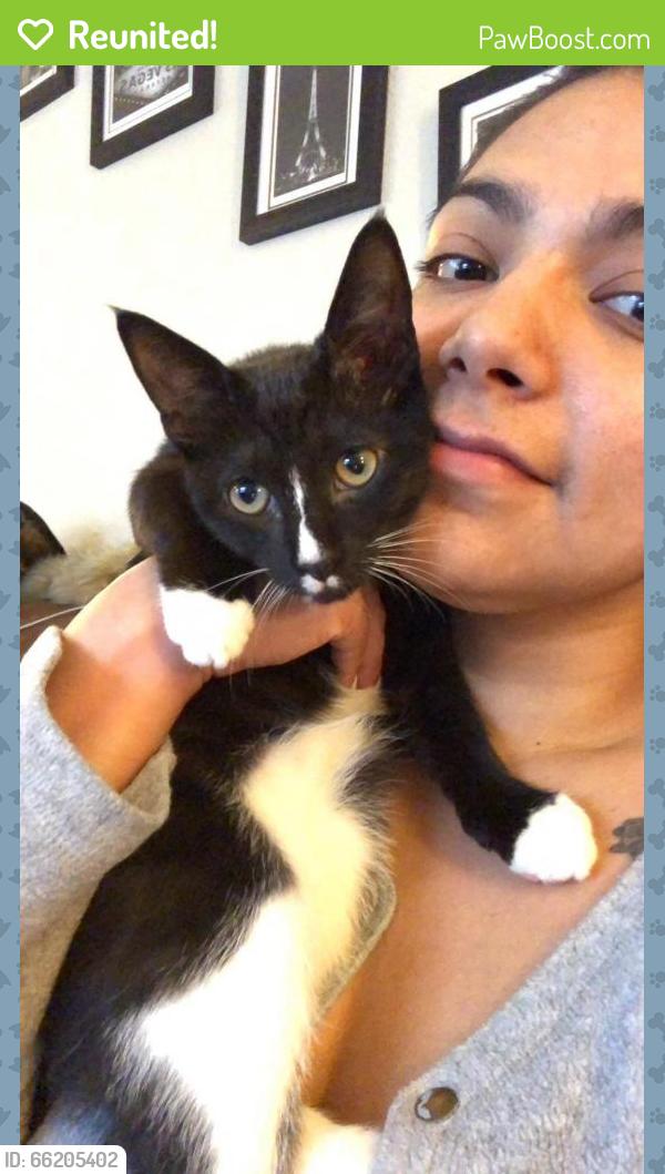 Reunited Male Cat last seen Abode Apartments, San Antonio, TX 78229