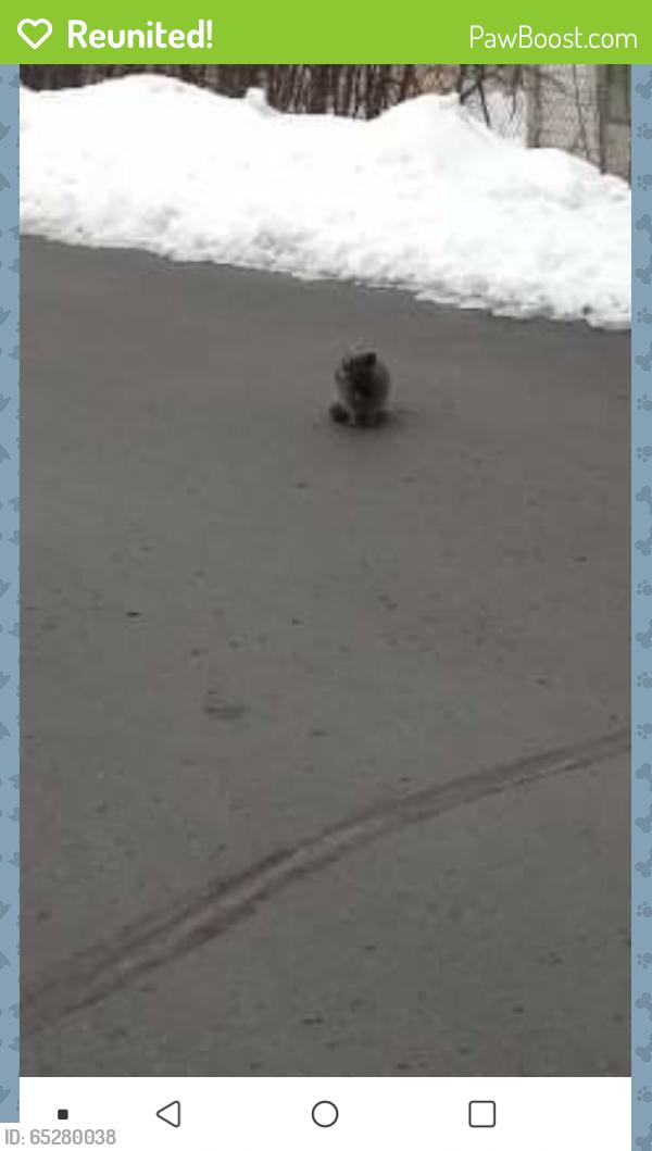 Reunited Unknown Cat last seen Denmys college ave, Appleton, WI 54914