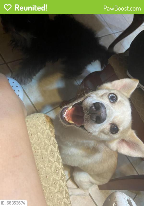 Reunited Female Dog last seen Near Acacia Wood Way, Katy, TX 77449, USA, Katy, TX 77449